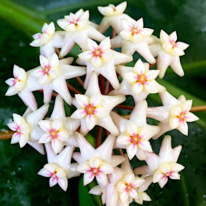 Hoya arnottiana Sikkim IML 1367 H312