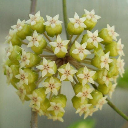 Hoya sp. Estrella Waterfall IML 1627 H315