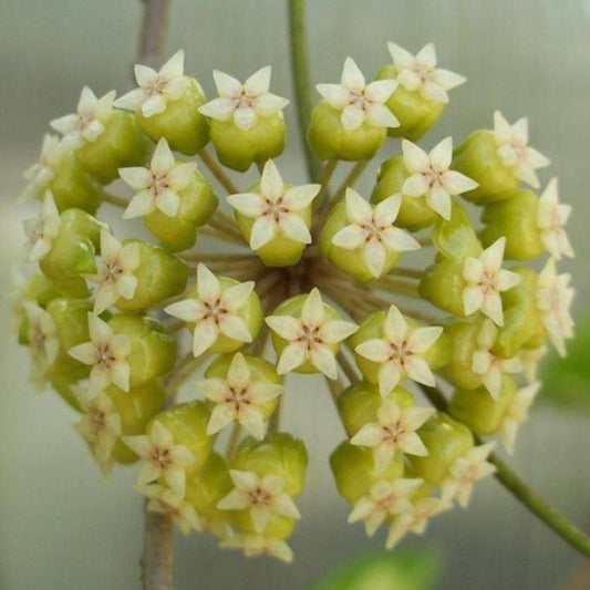 Hoya sp. Estrella Waterfall IML 1627 H315