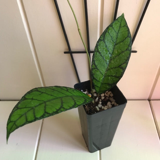 Hoya callistophylla Sabah IML 1762 H316