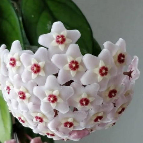 Hoya carnosa 'Freckles' H318