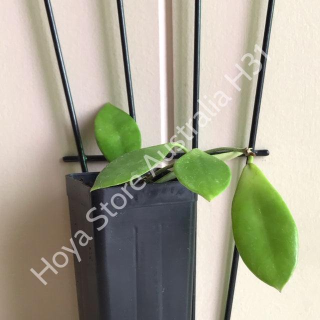 Hoya litoralis H31