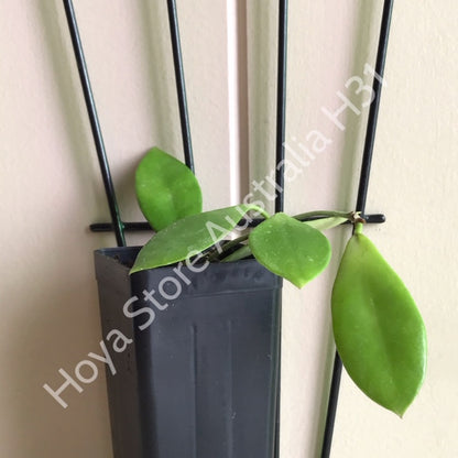Hoya litoralis H31