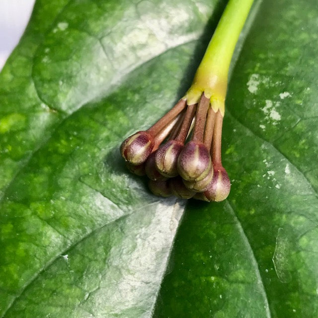 Hoya lasiantha IML 1766 H320
