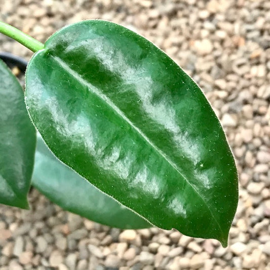 Hoya ariadna H321