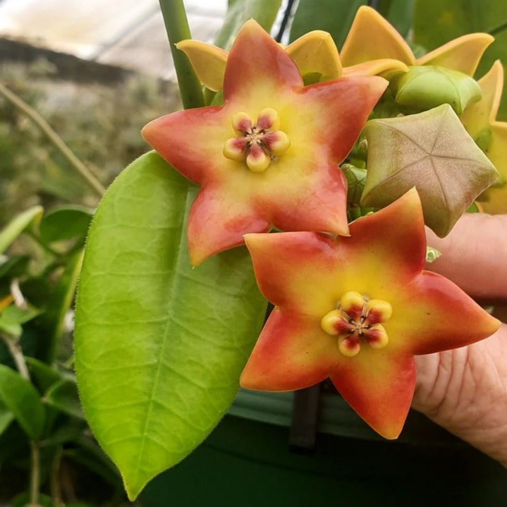 Hoya ariadna H321
