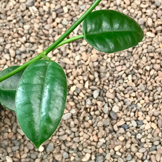 Hoya ariadna H321