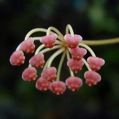 Hoya bilobata Philippines IML 0231 H322