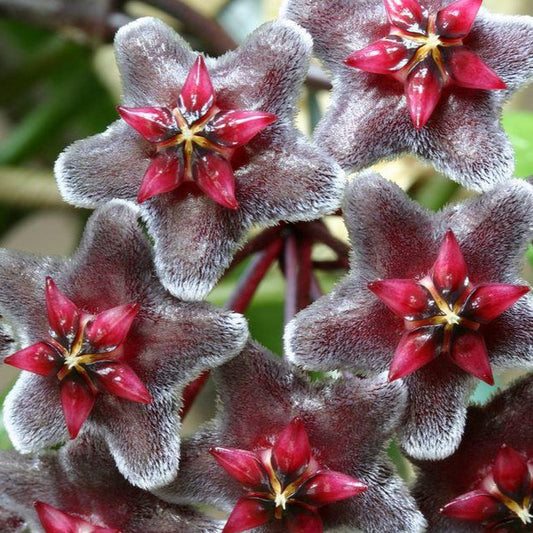 Hoya pubicalyx ‘Red Buttons’ IML 0268 H323