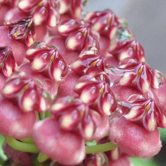 Hoya wayetii variegata H324