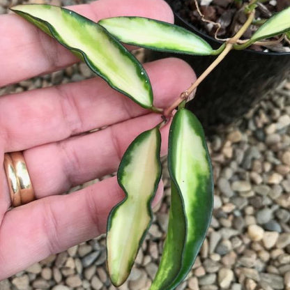 Hoya wayetii variegata H324