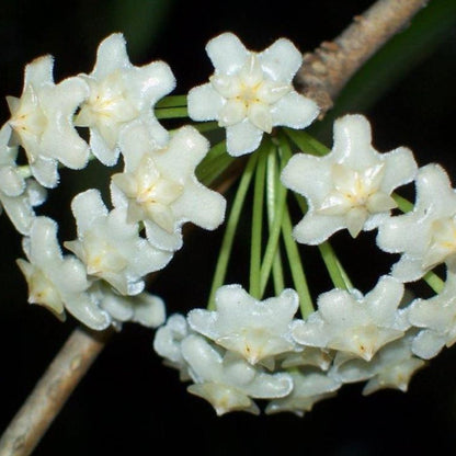 Hoya sp. India IML 1598 H325