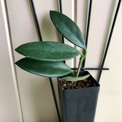 Hoya sp. India IML 1598 H325