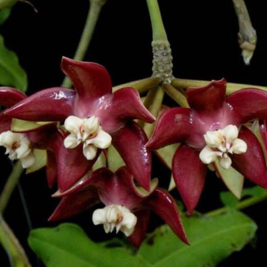 Hoya imperialis var. rauschii IML 0245 H326