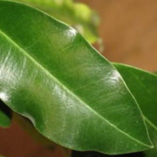 Hoya imperialis var. rauschii IML 0245 H326
