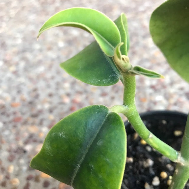 Hoya imperialis var. rauschii IML 0245 H326