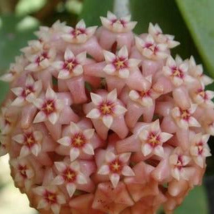 Hoya parasitica 'Pink' H327