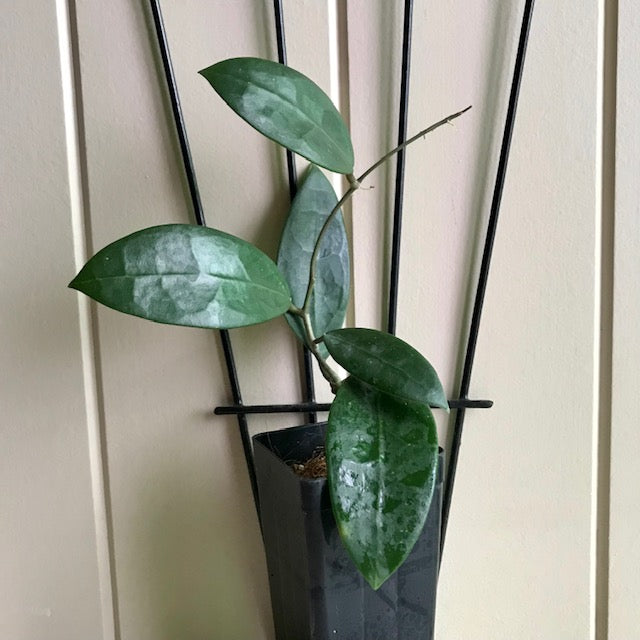 Hoya parasitica 'Pink' H327