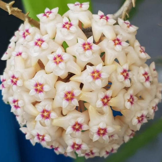 Hoya parasitica ‘Heart Leaf’ H328