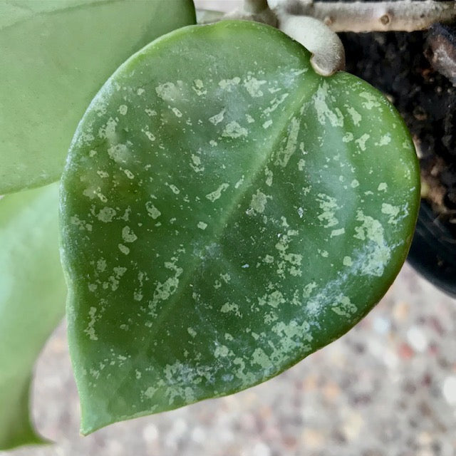 Hoya parasitica ‘Heart Leaf’ H328