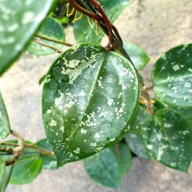 Hoya parasitica ‘Heart Leaf’ H328