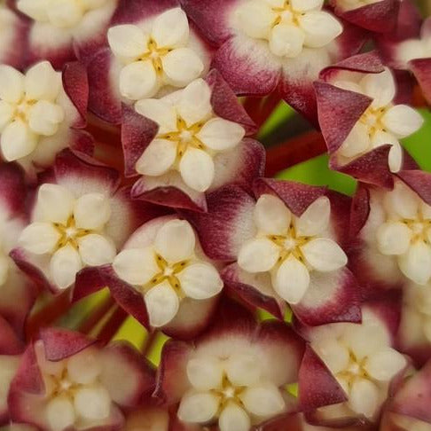 Hoya 'Jennifer' H329