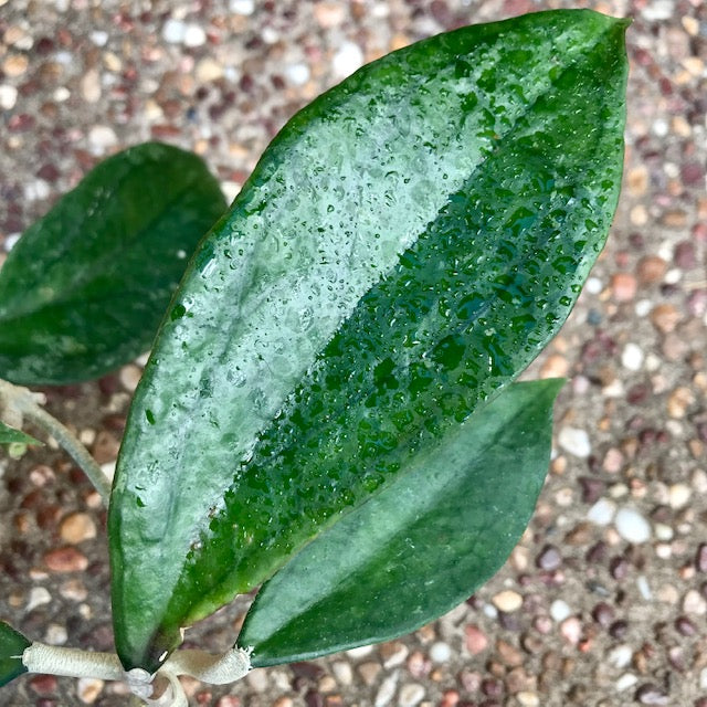 Hoya 'Jennifer' H329