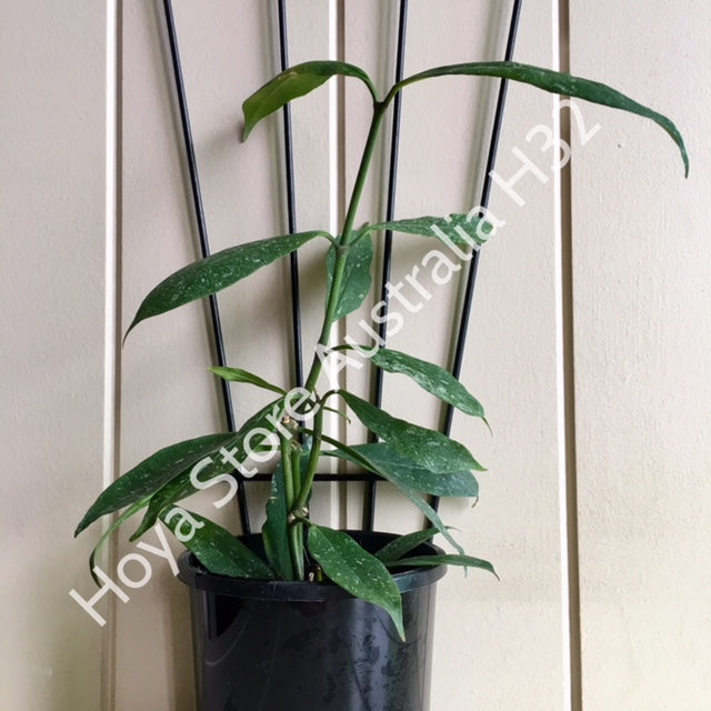 Hoya multiflora Java IML 0153 H32