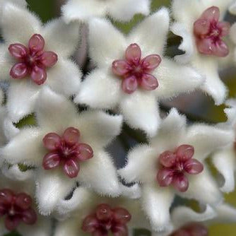 Hoya oblongacutifolia Thailand IML 1214 H330