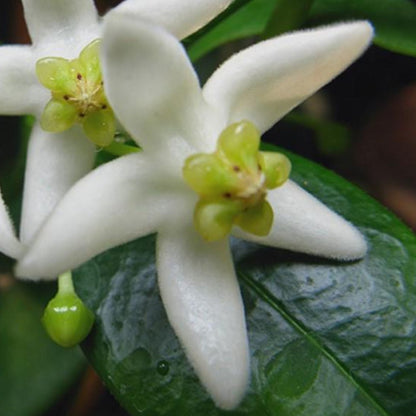 Hoya odorata H331