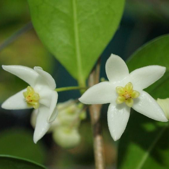 Hoya odorata H331