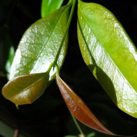 Hoya odorata H331