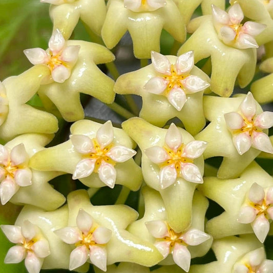 Hoya sp. Dianel ISH 07 H335