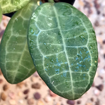 Hoya elliptica IML 1679 H336