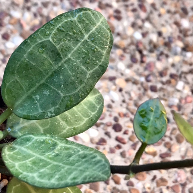 Hoya elliptica IML 1679 H336
