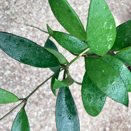 Hoya micrantha India IML 0100 H338