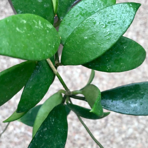Hoya micrantha India IML 0100 H338