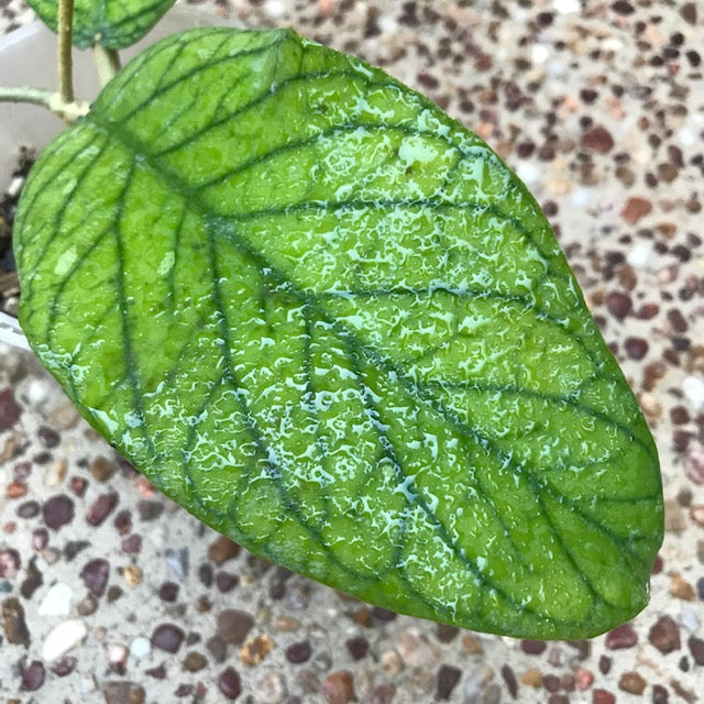 Hoya meredithii Borneo IML 0358 H339
