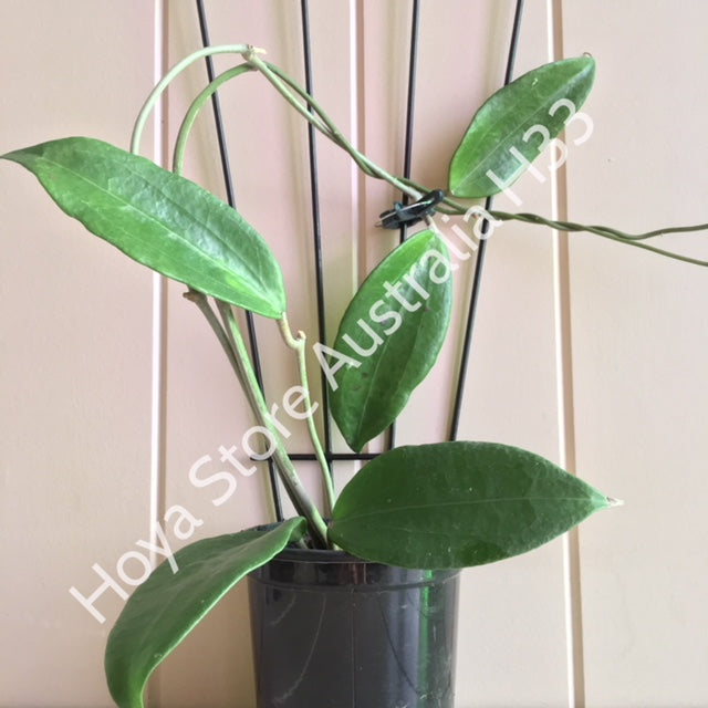 Hoya cinnamomifolia H33