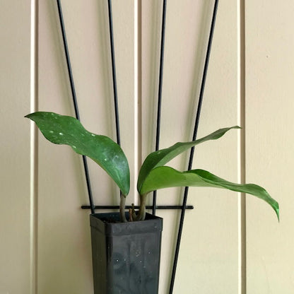 Hoya cinnamomifolia H33
