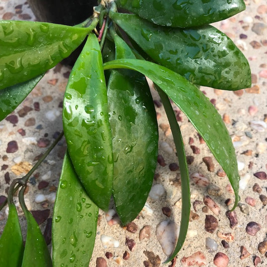 Hoya rumphii IML 1176 H340