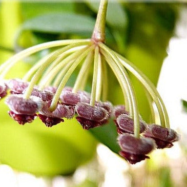 Hoya rumphii IML 1176 H340