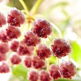 Hoya rumphii IML 1176 H340