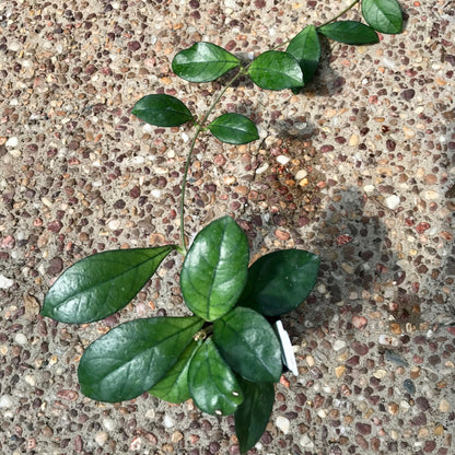 Hoya hainanensis H341
