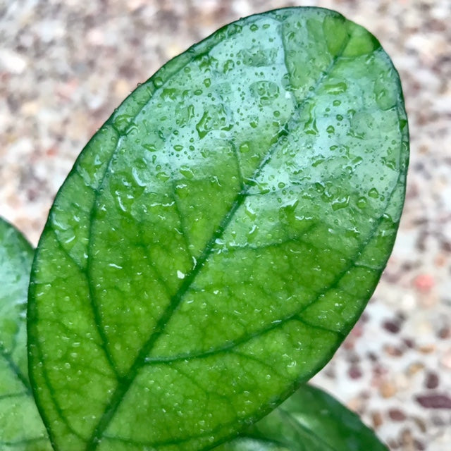 Hoya hainanensis H341