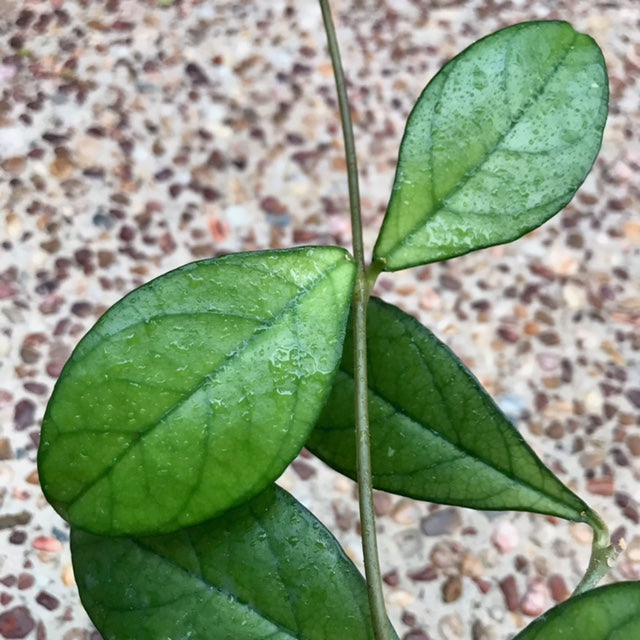 Hoya hainanensis H341