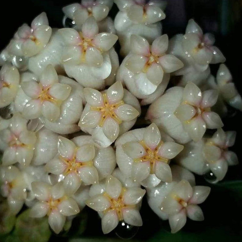 Hoya hainanensis H341