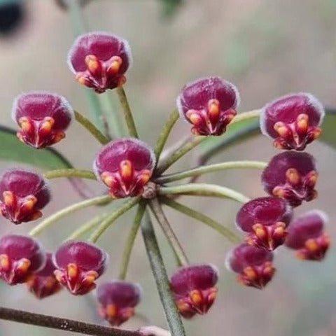 Hoya 'Rosita' H342