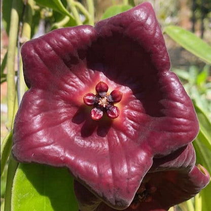 Hoya gigas H345