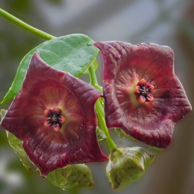 Hoya gigas H345